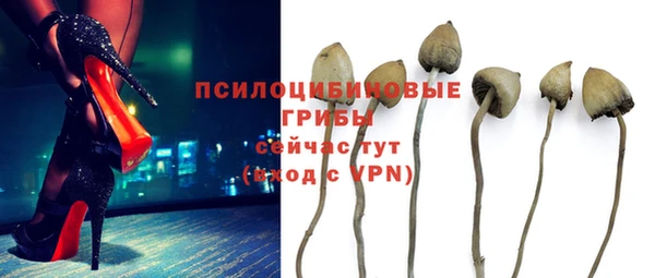 прущие грибы Гусев